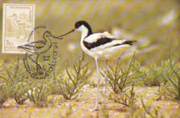 PIED AVOCET, BIRD, CM, MAXICARD, CARTES MAXIMUM, 1991, ROMANIA - Picotenazas & Aves Zancudas