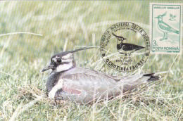 LAPWING, BIRD, CM, MAXICARD, CARTES MAXIMUM, 1991, ROMANIA - Storks & Long-legged Wading Birds