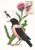 ROSY STARLING, BIRD, CM, MAXICARD, CARTES MAXIMUM, 1993, ROMANIA - Palmípedos Marinos