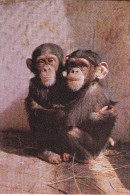 GUINEE EQUATORIALE, RIO MUNI, Maman Et Bébé Chimpanzé, Photo Michel Huet, Publicité Ionyl, Labo La Biomarine - Guinea-Bissau