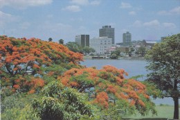 View Of Brisbane With Poinciana Trees In Foreground - AP 81.1.76 Prepaid PC Unused - Brisbane