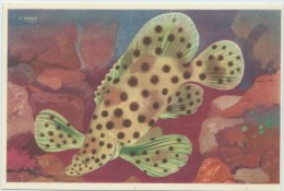 J. Ramel : Musée Océanographique De Monaco, Poisson Moucheté - Cromileptus Alti - Oceanografisch Museum