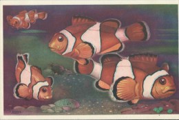 J. Ramel : Musée Océanographique De Monaco,  Clown Orange - Amphiprion Percula - Museo Oceanográfico