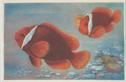 J. Ramel : Musée Océanographique De Monaco,  Poisson Clown De Feu - Amphiprion Ephippium - Musée Océanographique