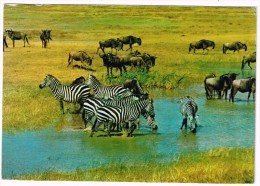 M2237 Zebra Zebre - Africa Afrique Afrika / Viaggiata - Zèbres