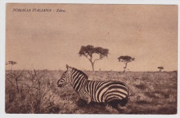 Ansichtskarte Aus Somalia Italiana Mit Zebras (w149) - Somalië