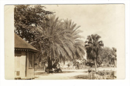 TRINIDAD  ( Antilles )  ?  /  CASE  ET  PALMIERS  / CARTE-PHOTO , Tirage Argentique - Trinidad