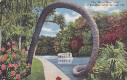 The Horse Shoe Palm At Beautiful Silver Springs Florida 1944 - Silver Springs