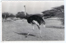 ETHIOPIA  - FAUNA ETIOPICA-STRUZZO DELLA DANCALIA (FOTO LUSVARDI) - Ethiopie