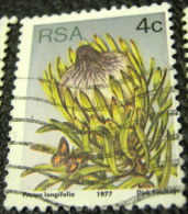 South Africa 1977 Succulents Protea Longifolia 4c - Used - Usati