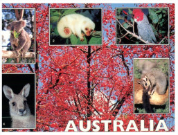 (901) Australia - Animal And Birds - Outback