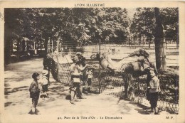 69 LYON - Parc De La Tête D´Or - Le Dromadaire - Other & Unclassified