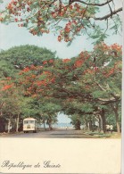 P3688 Avenue Bordee De Flamboyante Bus  Guinea  Front/back Image - Guinea Bissau