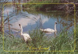 Swans Close Enough Crosslake Minnesota 1990 - Other & Unclassified