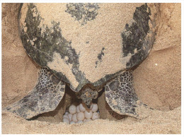(515) Sultanate Of Oman - Green Turtle - Tortue - Tortose - Tortues