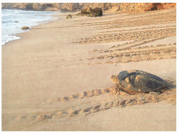 (515) Sultanate Of Oman - Green Turtle - Tortue - Tortose - Schildpadden