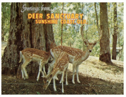 (PH 416) Australia - QLD - Sunshine Coast Deer Sanctuary - Sunshine Coast