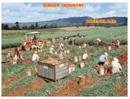(PH 416) Australia - QLD - Ginger Harvesting - Tractor - Sunshine Coast