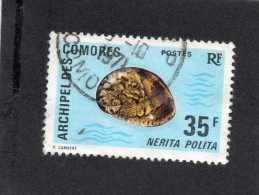 COMORES (Archipelle) : Coquillages : Nerita Polita (Escargot Marin)  - Mollusque Gastéropode - - Gebruikt