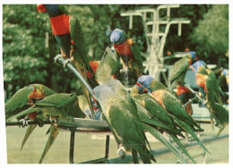 (915) Australia - QLD - Currumbin And Rainbow Lorikeet - Gold Coast