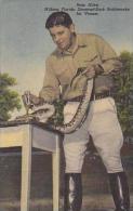 Florida Silver Springs Ross Allen Milking Diamond Back Rattlesnake Curteich - Silver Springs