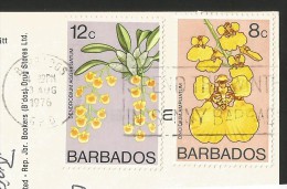 BARBADOS Nativa Coconut Vendor 1976 - Barbados (Barbuda)