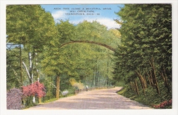 Arch Tree Along A Beautiful Drive, Mill Creek Park, Youngstown, Ohio - Altri & Non Classificati