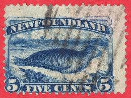 Newfoundland # 55 - 5 Cents -  O- Dated 1880-1896 - Harp Seal /  Phoque - 1865-1902