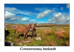 Donkeys, Connemara, Co Galway, Ireland Eire Postcard Used Posted To UK 2011 Stamp - Galway