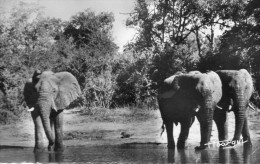 FAUNE AFRICAINE ELEPHANTS A LA RIVIERE - Otros & Sin Clasificación