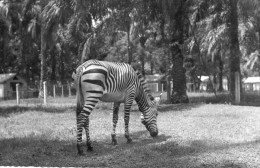 BRAZZAVILLE Le Zèbre - Brazzaville