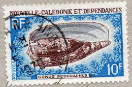 NOUVELLE-CALEDONIE : Coquillages : Conus Geographus (Cône Géographe Ou Cône Géographique)- Famille Des Conidae, - Usati