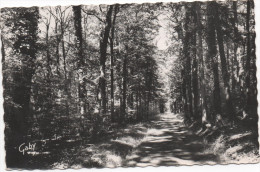 Le Mele Sur Sarthe Forêt Du Chateau De Montgoubert - Le Mêle-sur-Sarthe