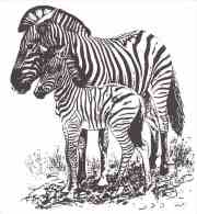 ANIMAUX  Zèbres  Déssins (il Peut Avoir 2 Scans) 3025 - Zebras
