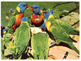 (815) Australia - QLD - Colourful Rainbow Lorikeet Birds At Currumbin Bird Park - Gold Coast