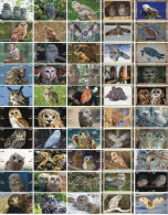 O03207 China Phone Cards Owl Puzzle 200pcs - Búhos, Lechuza