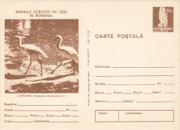 BIRDS, SPOONBILL, PC STATIONERY, ENTIER POSTAL, 1977, ROMANIA - Picotenazas & Aves Zancudas