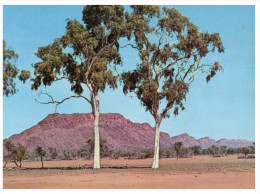 (PH 270) Australia - SA - Twin Ghost Gums - Flinders Ranges