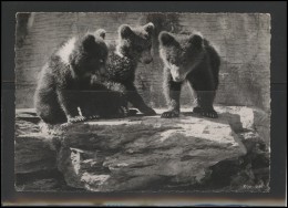 SWITZERLAND Postal History Brief Postcard CH 007 Zurich Zoo Bears Fauna Slogan Special Cancellation Telephone - Brieven En Documenten
