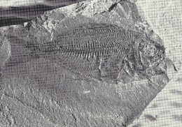 50 Million Year Old Skeleton Of Primitiv Penguin Fish.  ( Bergciformes ) Denmark   # 0822 - Pescados Y Crustáceos