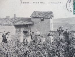 CPA Saint Didier Sur Riverie. Les Vendanges à Marin - Autres & Non Classés