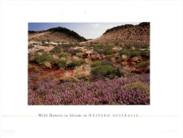 (886) Australia - WA - Wild FLowers - Andere & Zonder Classificatie