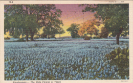 State Flower Of Texas - Bluebonnets Bluebonnet - Stamp - Year Unknown - 2 Scans - Other & Unclassified