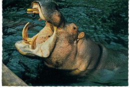 CP HIPPOPOTAME - Hippopotamuses