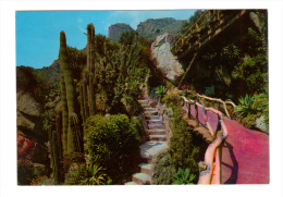 Monaco: Jardin Exotique, Cactus (14-1768) - Exotic Garden