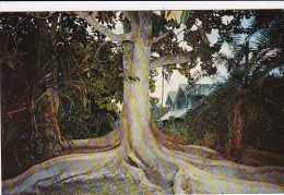 Moreton Bay Fig Fort Myers Florida - Fort Myers