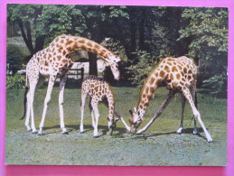 GIRAFE (Giraffa Camelopardalis - Afrique) - Muséum National D'Histoire Naturelle - Parc Zoologique Paris - Giraffes