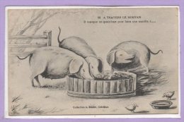 ANIMAUX --  COCHONS -- - Pigs