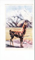 B81707  Llama Enchanting An Undiscovered Come To Bolivia Front/back Image - Bolivien