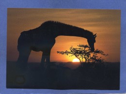 Animaux - Girafe Dans Coucher De Soleil - Girafes